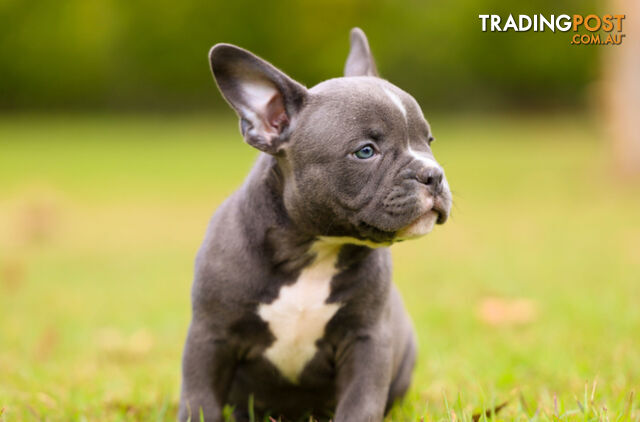 American micro bully