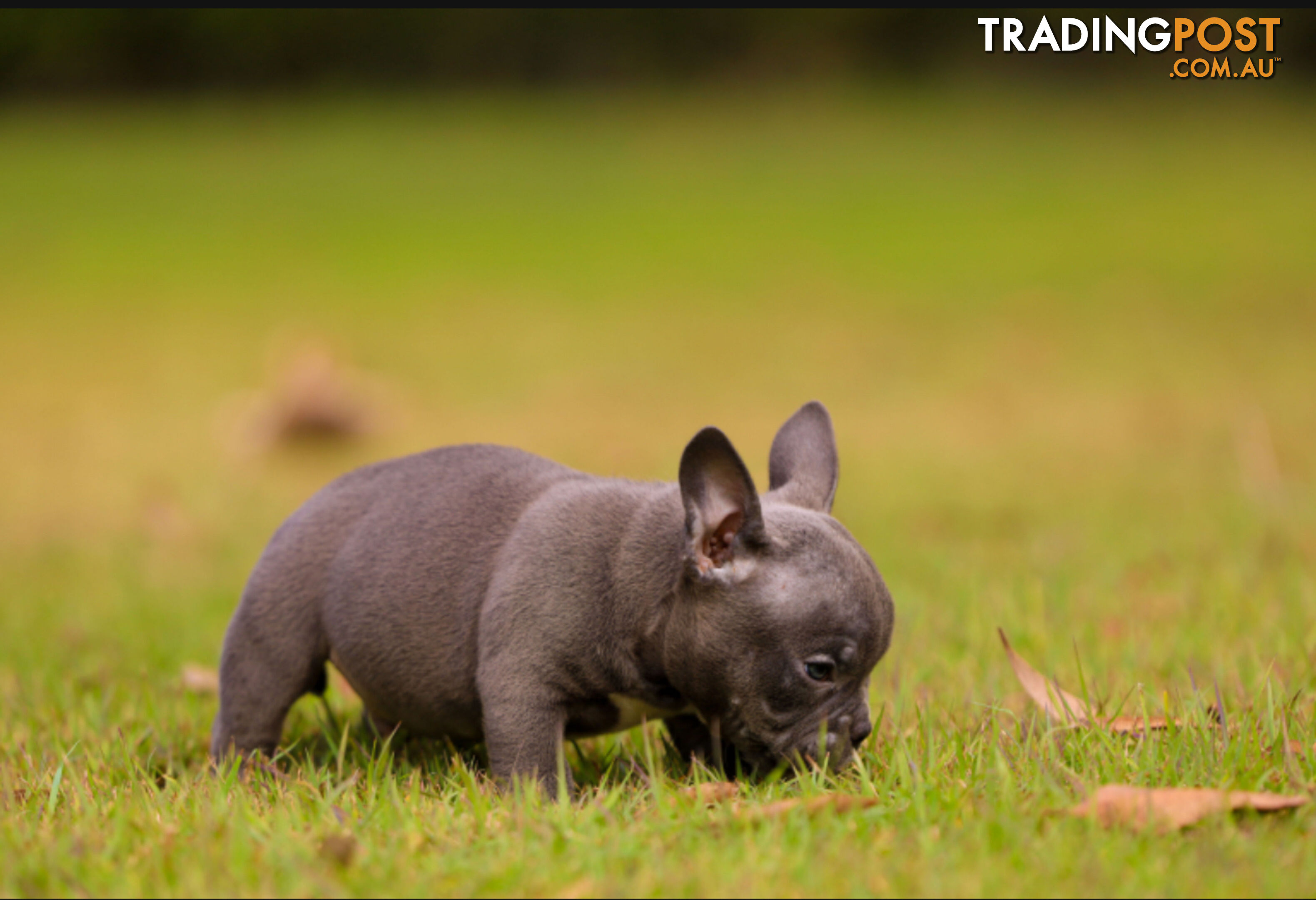 American micro bully