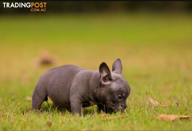 American micro bully