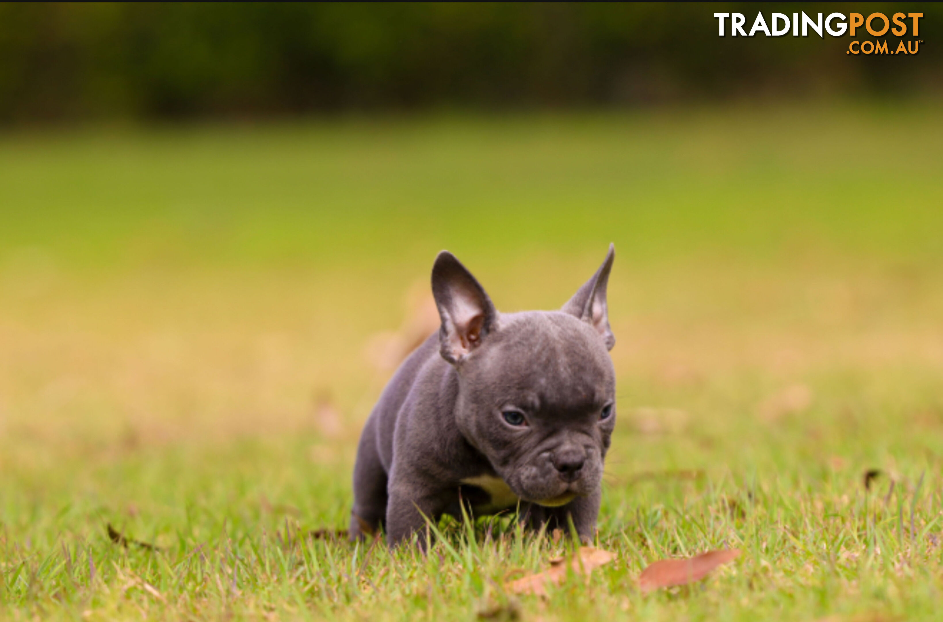 American micro bully