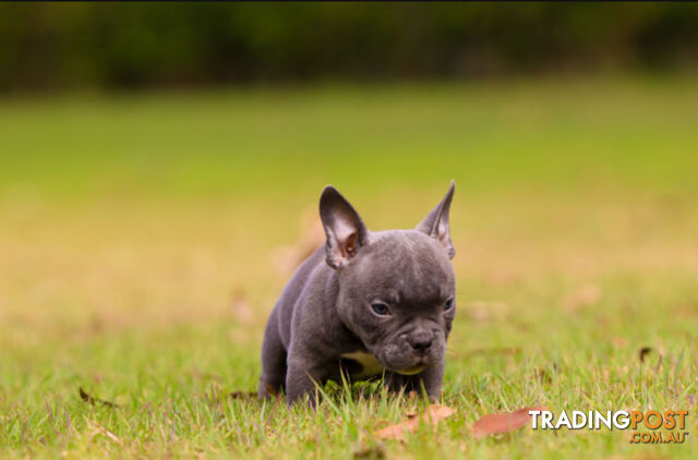 American micro bully