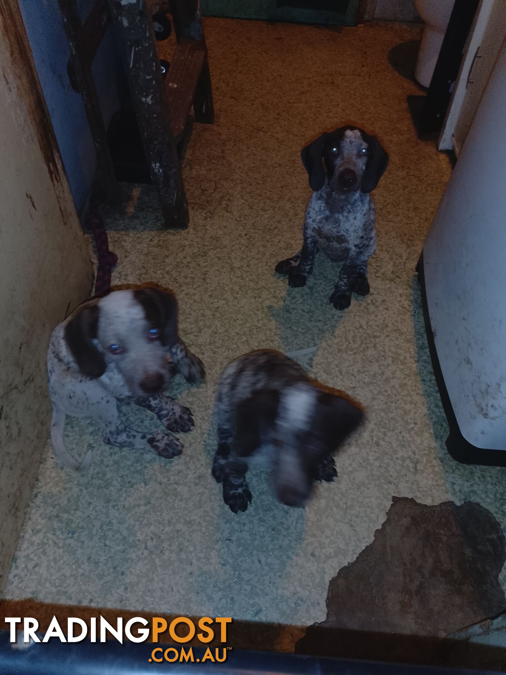 German shorthaired pointer pups need new homes