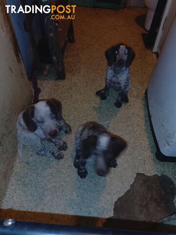 German shorthaired pointer pups need new homes