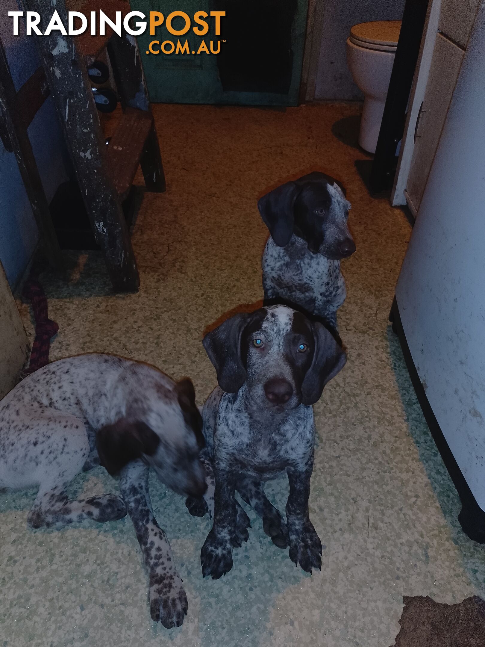 German shorthaired pointer pups need new homes