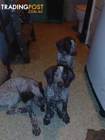 German shorthaired pointer pups need new homes