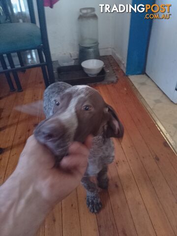 German shorthaired pointer pups need new homes