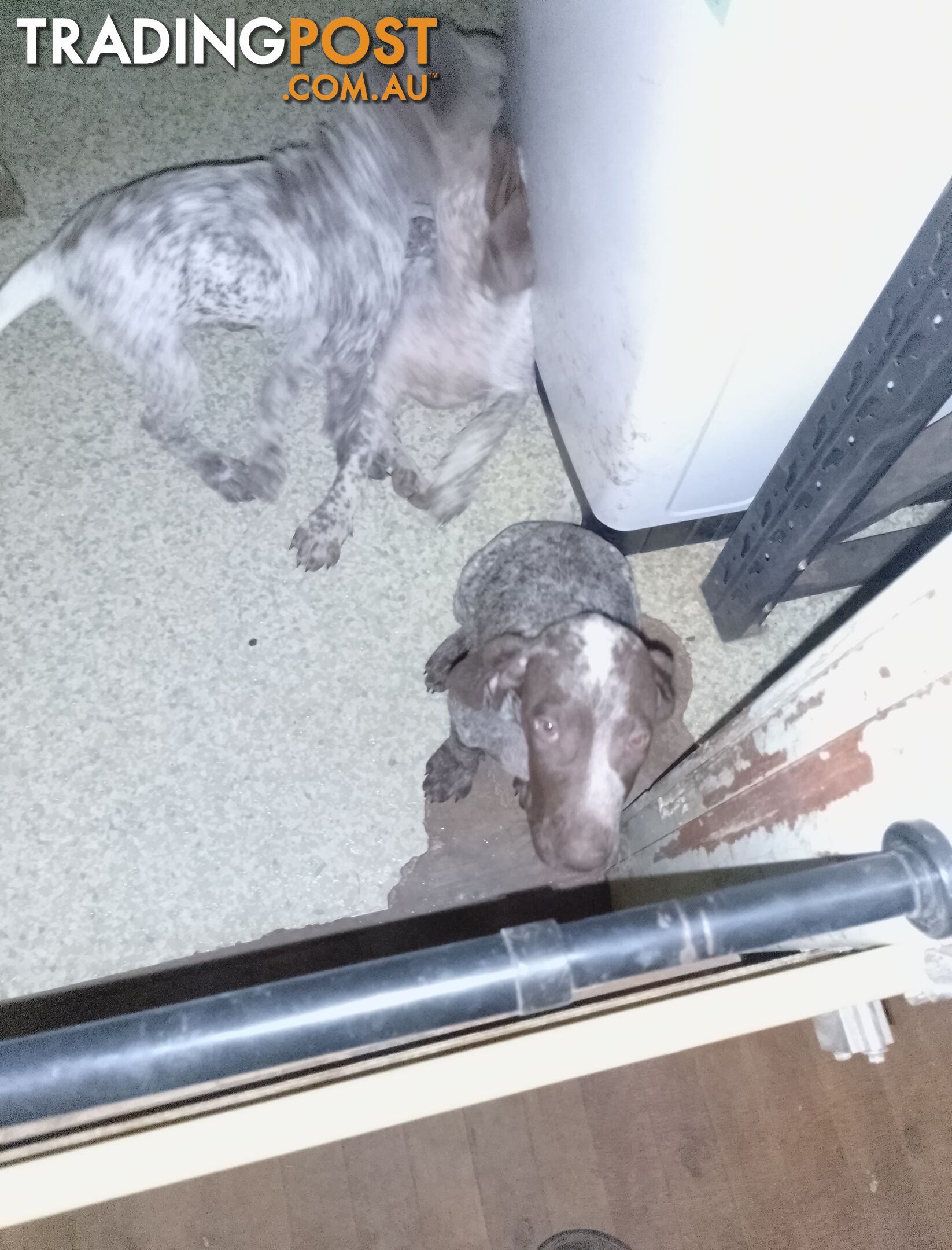 German shorthaired pointer pups need new homes