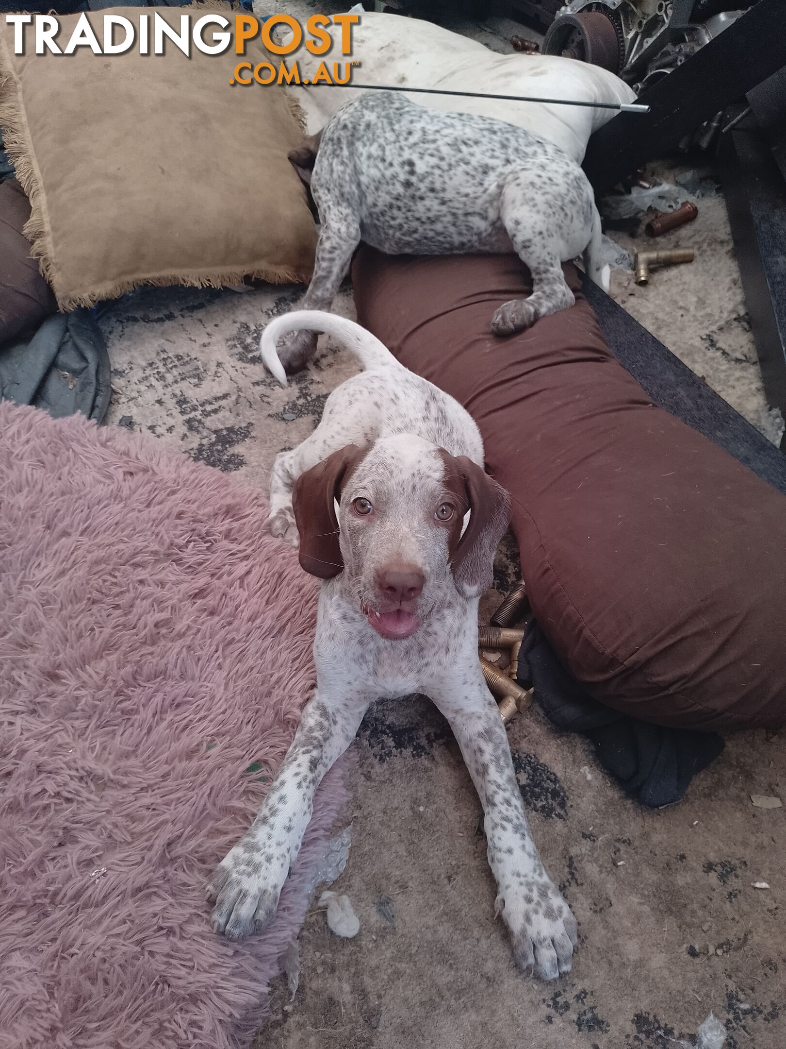 German shorthaired pointer pups need new homes