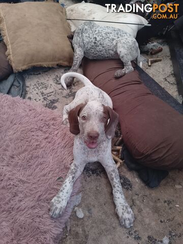 German shorthaired pointer pups need new homes