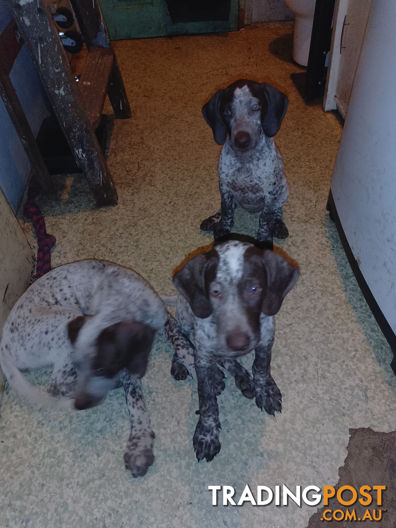 German shorthaired pointer pups need new homes