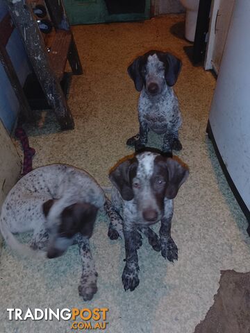 German shorthaired pointer pups need new homes