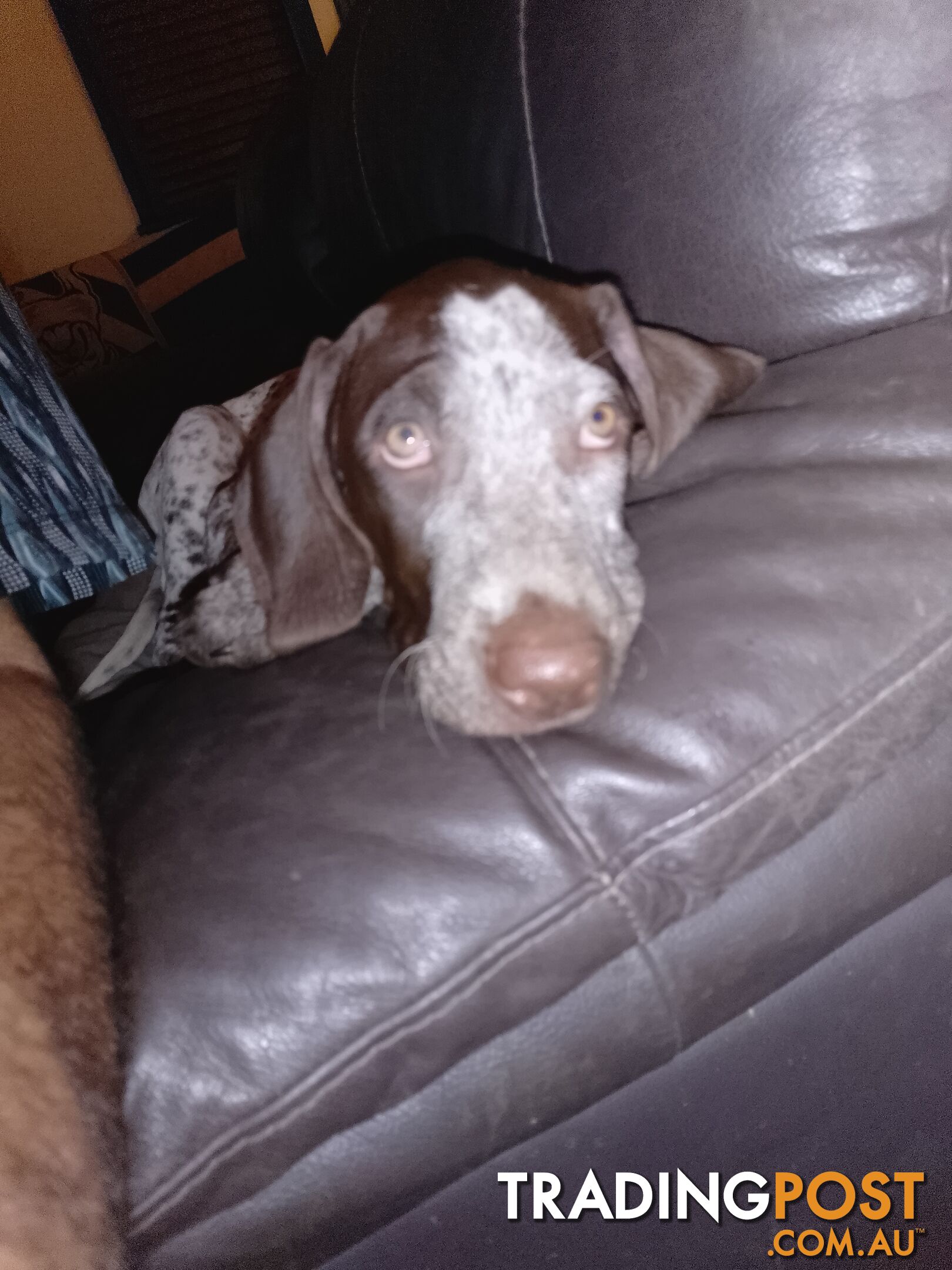 German shorthaired pointer pups need new homes