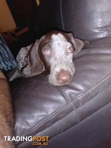 German shorthaired pointer pups need new homes