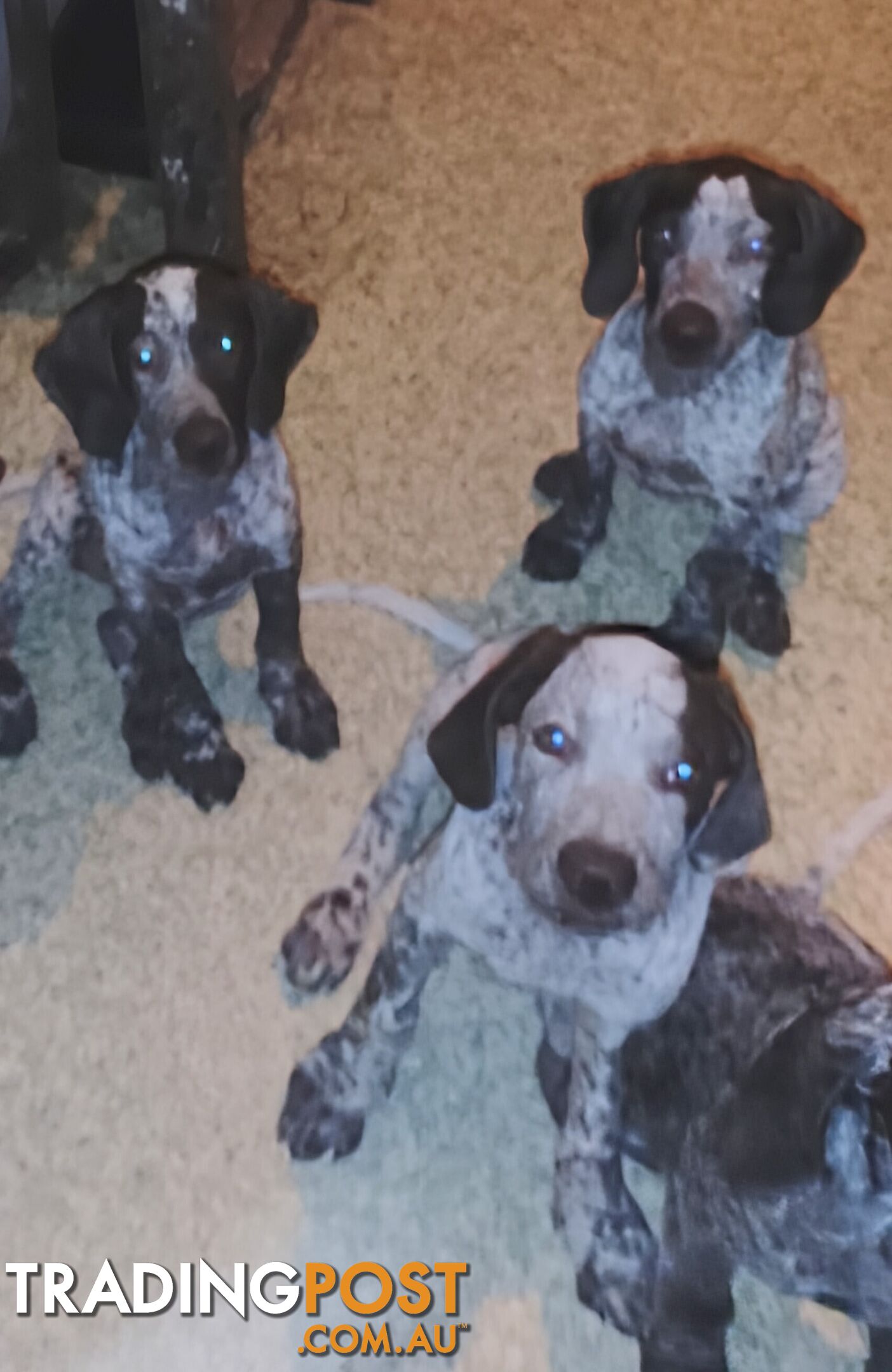 German shorthaired pointer pups need new homes