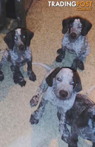 German shorthaired pointer pups need new homes