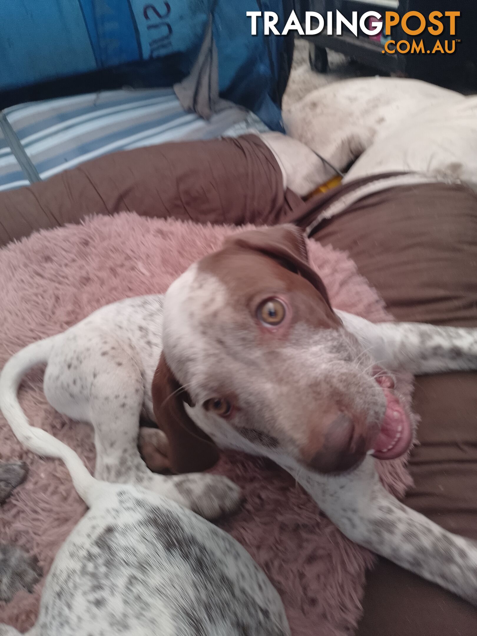 German shorthaired pointer pups need new homes