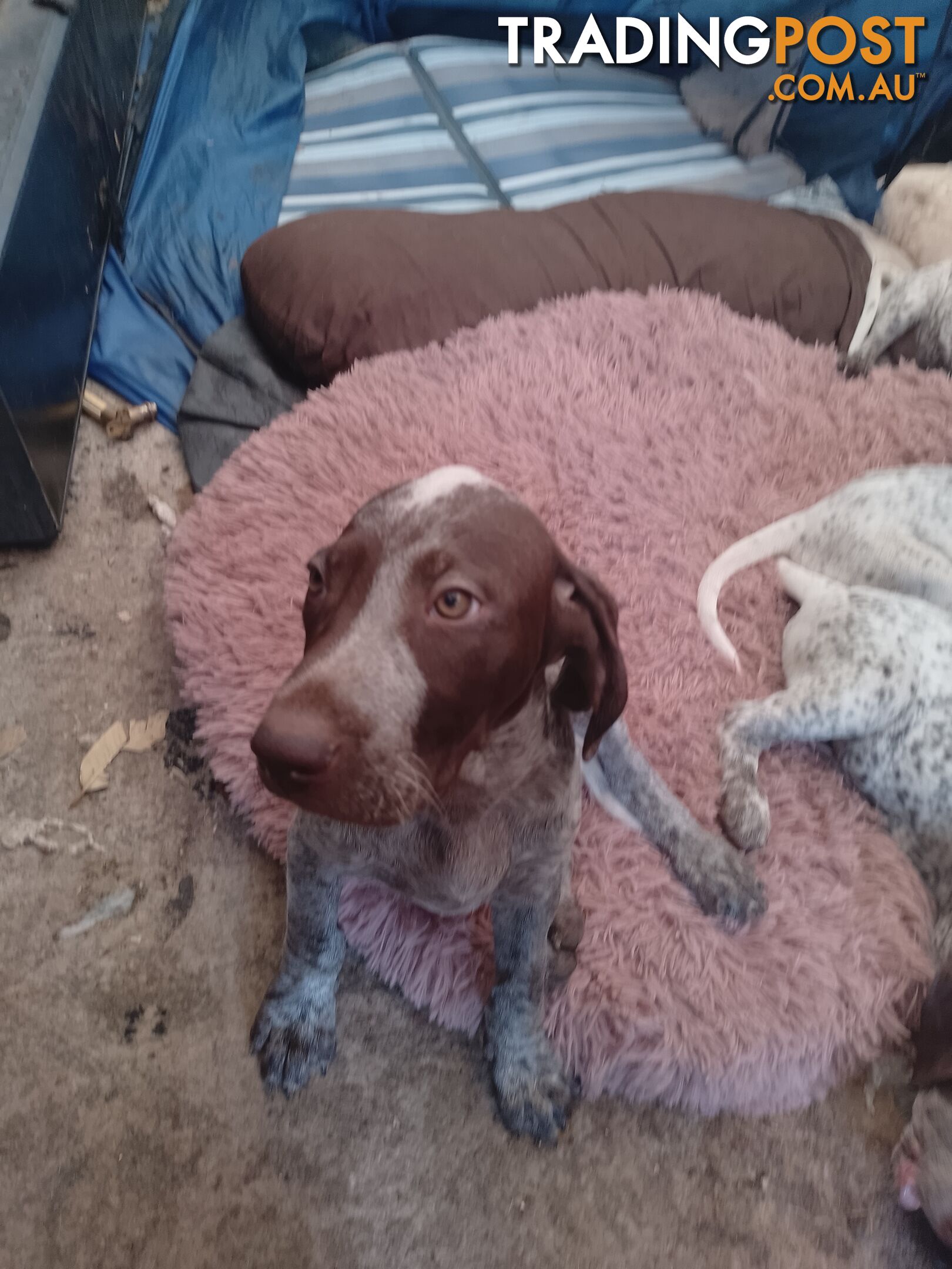 German shorthaired pointer pups need new homes