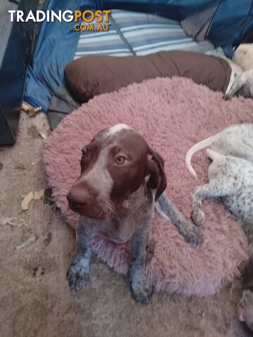 German shorthaired pointer pups need new homes