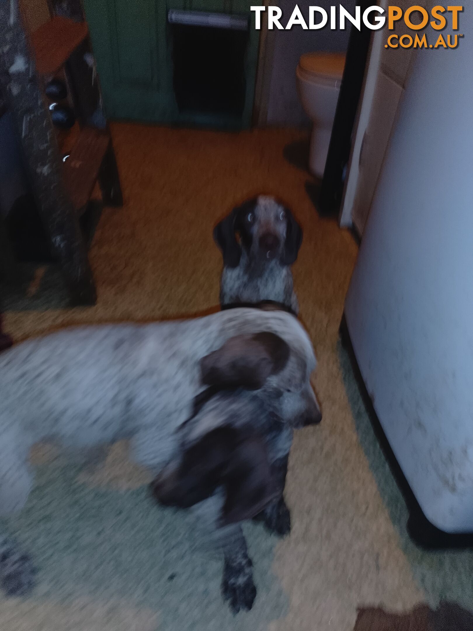 German shorthaired pointer pups need new homes