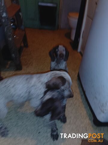 German shorthaired pointer pups need new homes