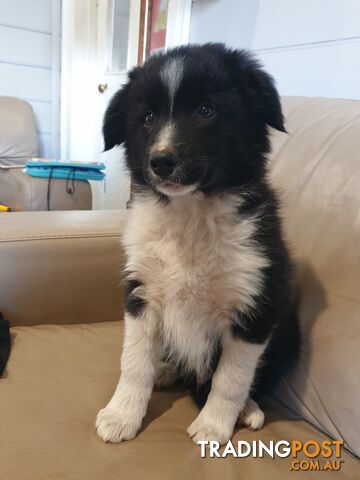 Beautiful Purebred Border Collie Puppy Ready Now!