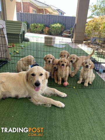 Golden retriever cheap trading post