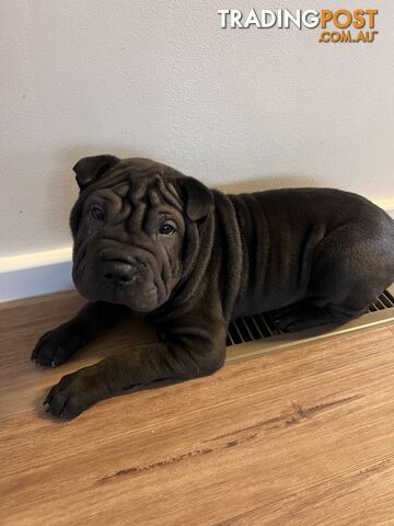 Purebred Shar Pei puppies