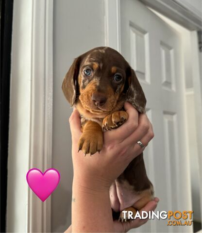 Miniature Dachshund Puppies - Dilute Carriers