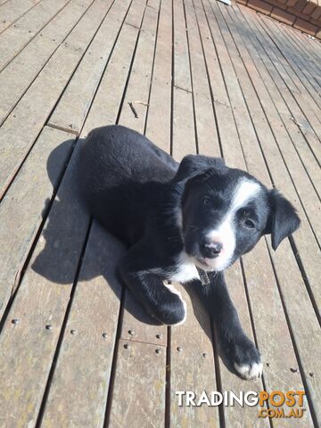 Border Collie x kelpie pups ready to go!