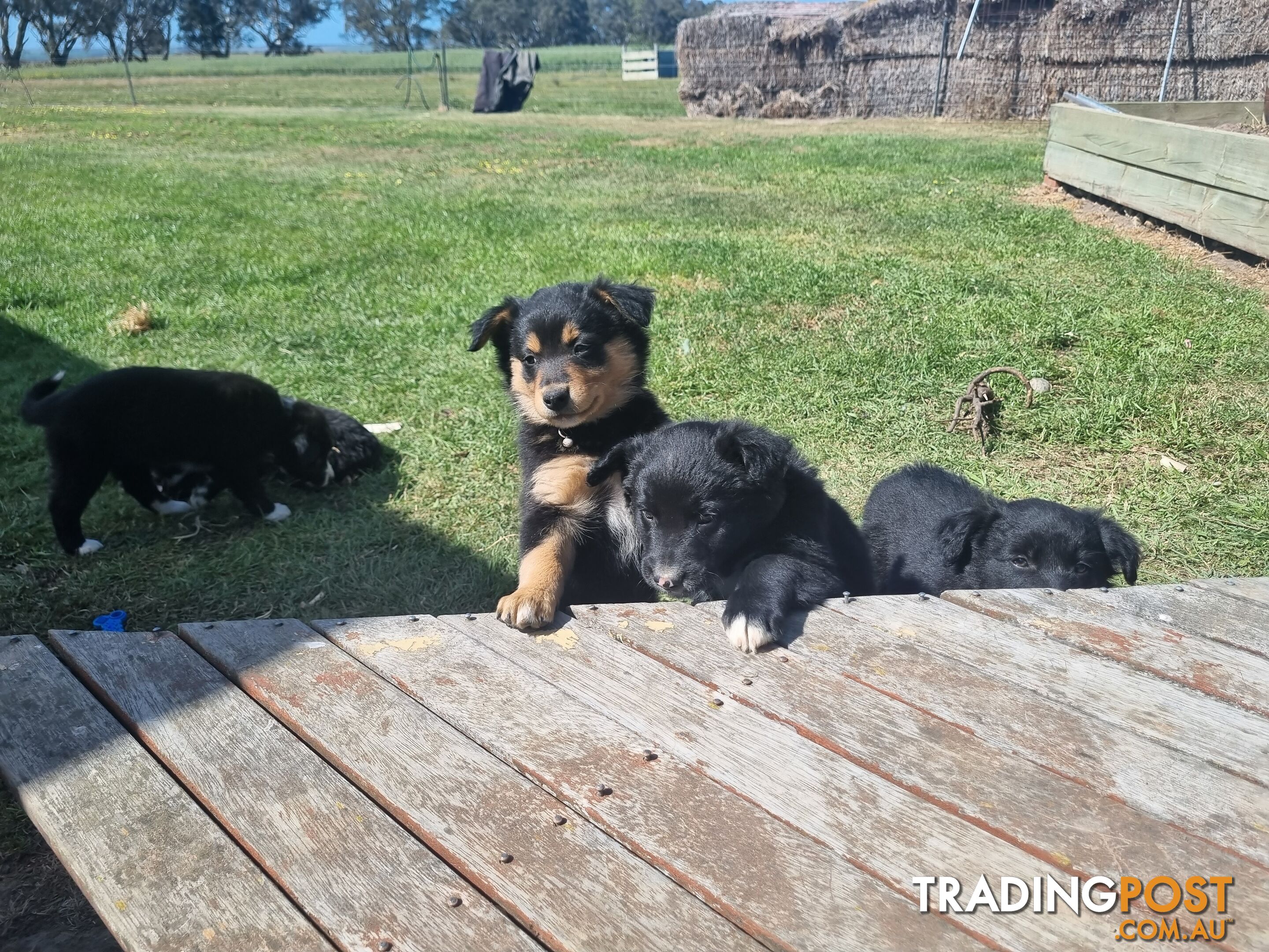 Border Collie x kelpie pups ready to go!