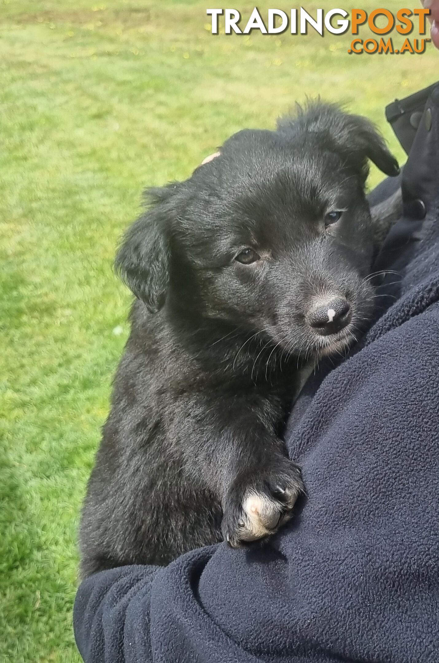 Border Collie x kelpie pups ready to go!