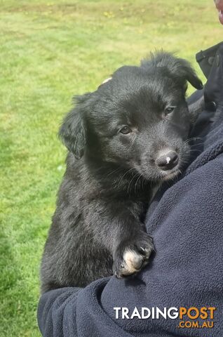 Border Collie x kelpie pups ready to go!