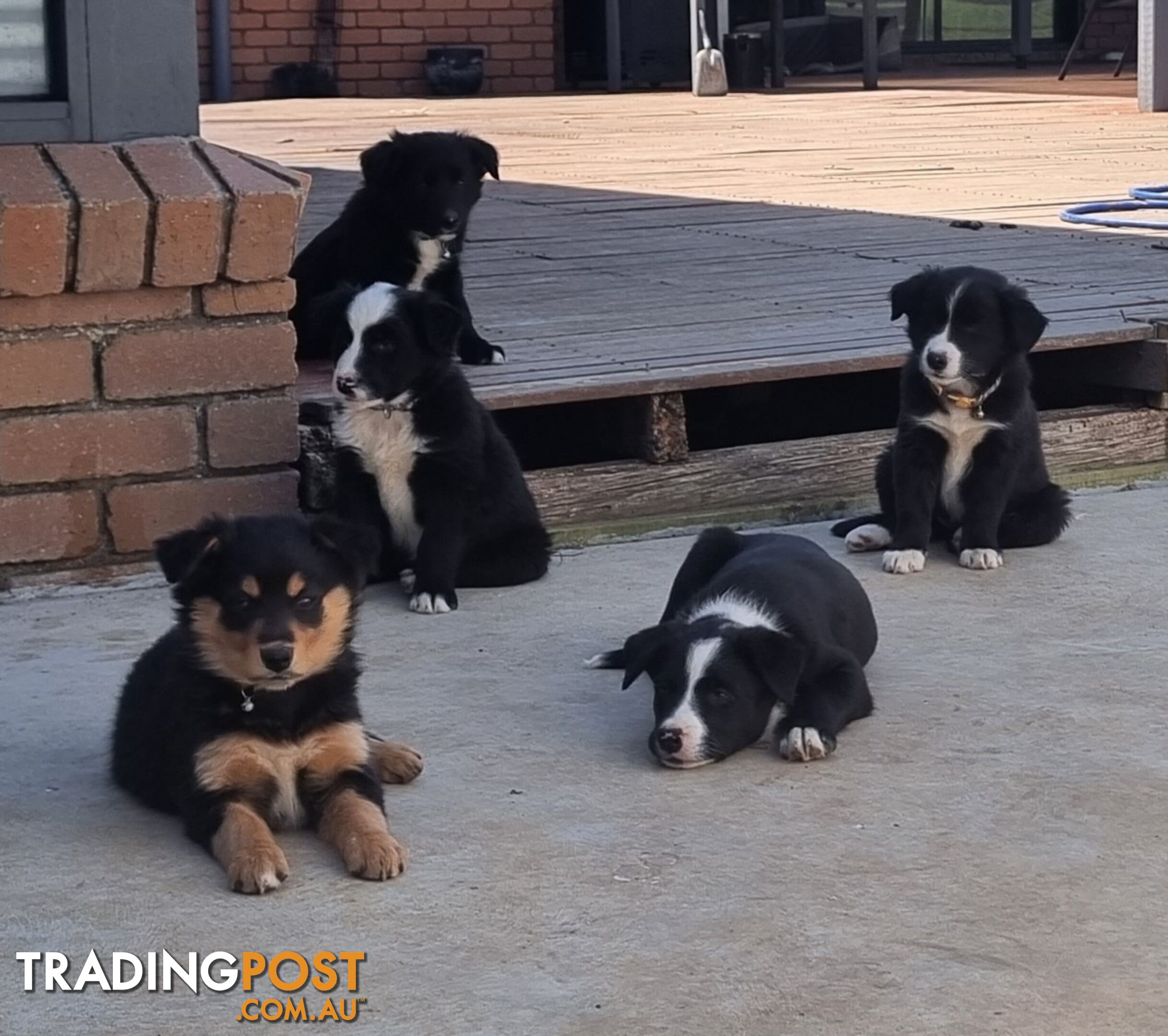 Border Collie x kelpie pups ready to go!