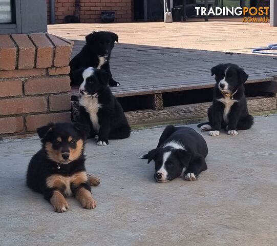 Border Collie x kelpie pups ready to go!