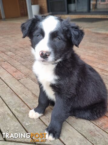 Border Collie x kelpie pups ready to go!