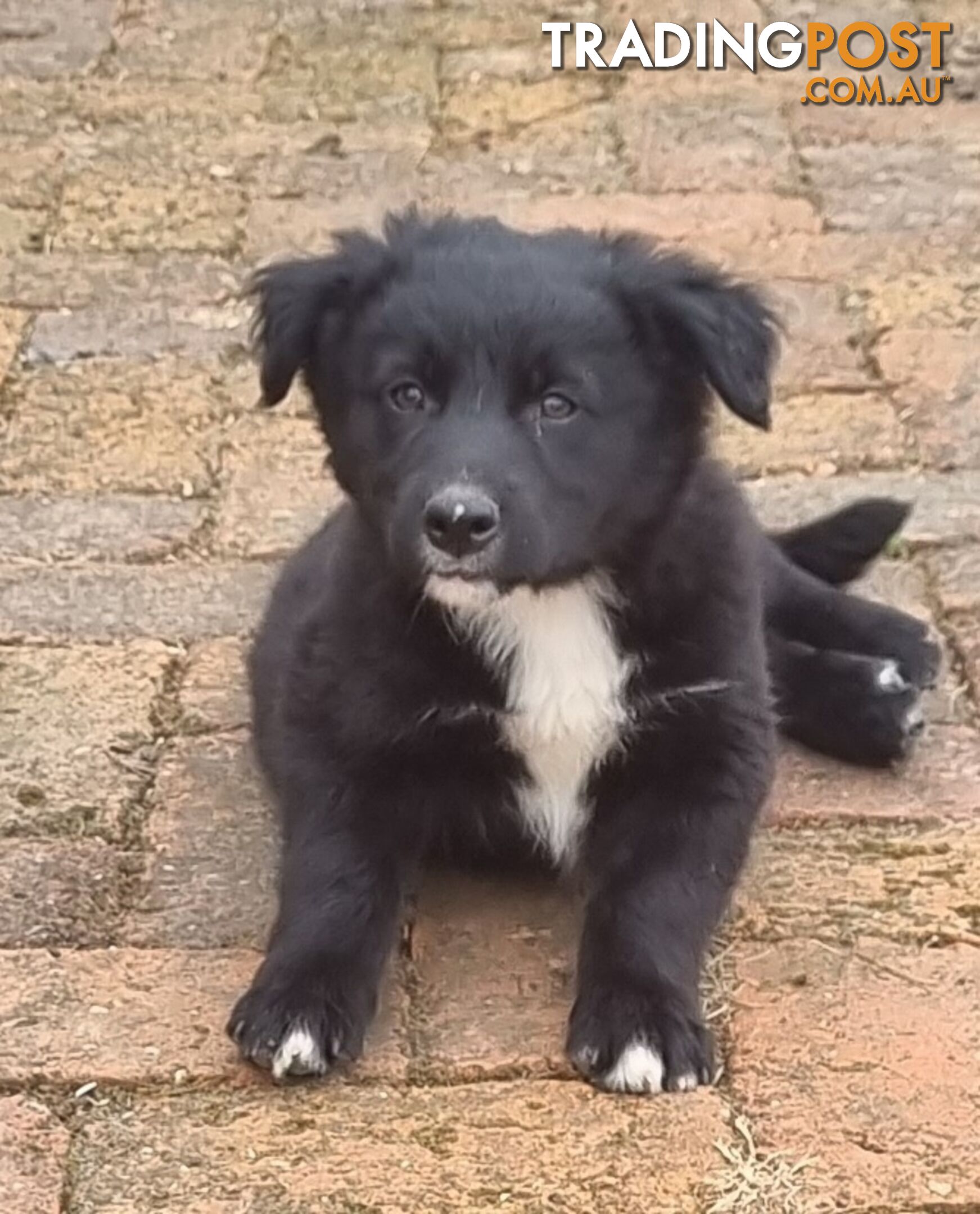 Border Collie x kelpie pups ready to go!