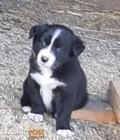 Border Collie x kelpie pups ready to go!