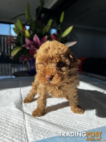 Toy Moodle puppy, Maltese cross Toy Poodle