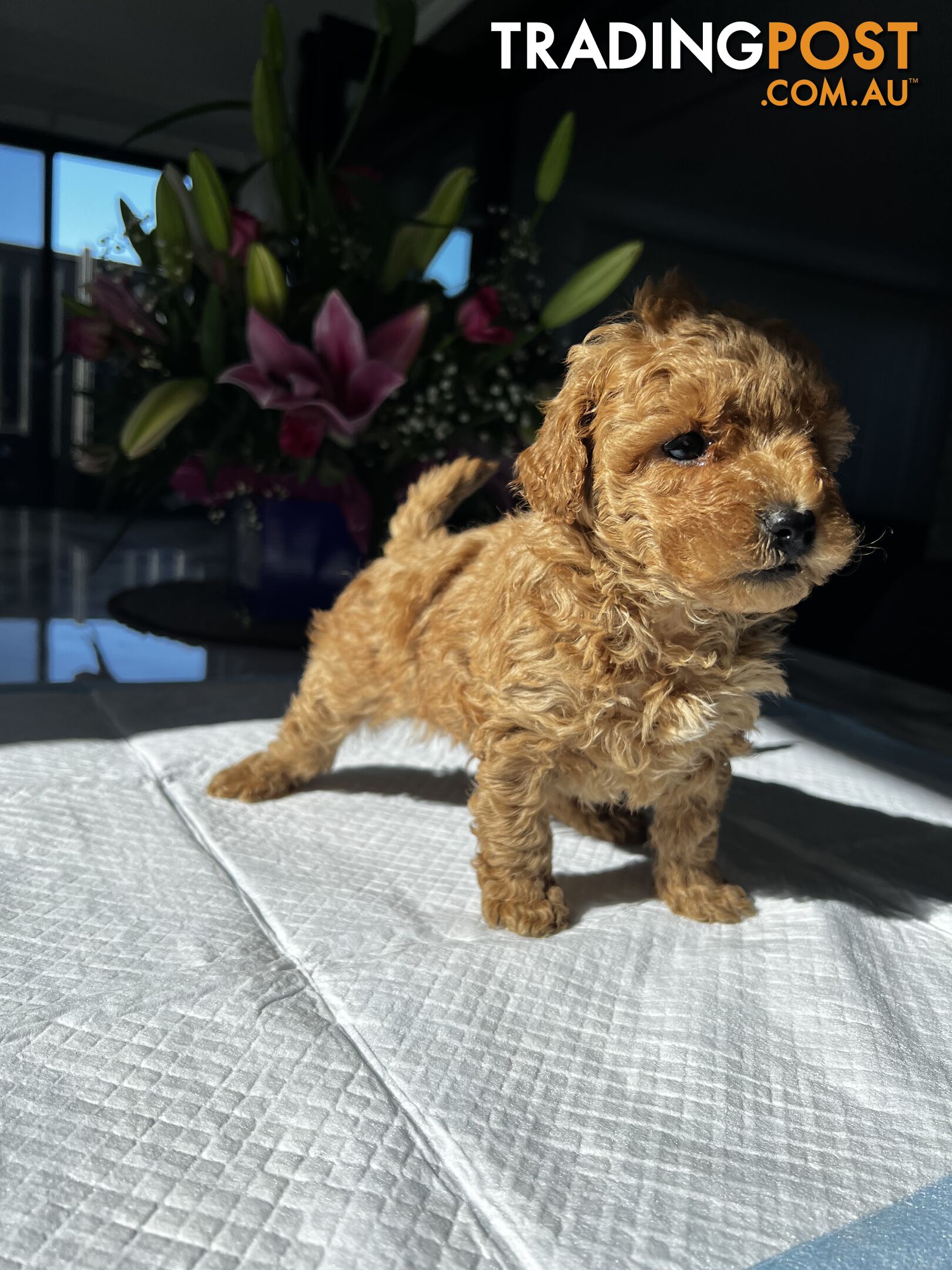 Toy Moodle puppy, Maltese cross Toy Poodle
