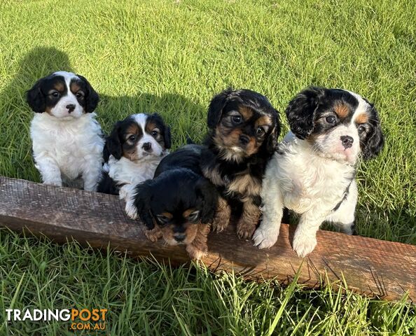 Cavoodle Puppies