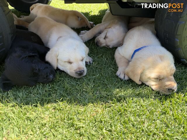 Purebred Labrador puppies