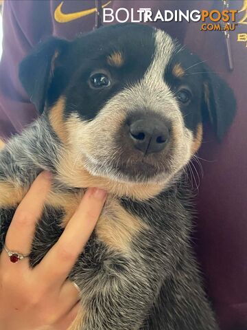 Australian Purebreed Cattle Dog