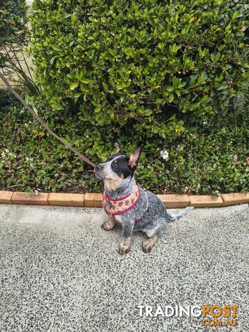Australian Purebreed Cattle Dog
