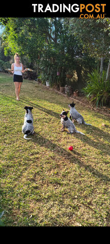 Australian Purebreed Cattle Dog