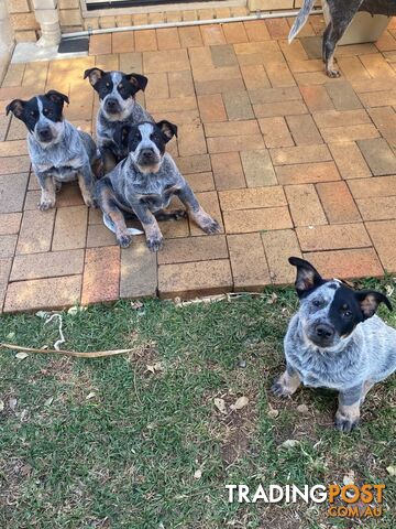 Australian Purebreed Cattle Dog