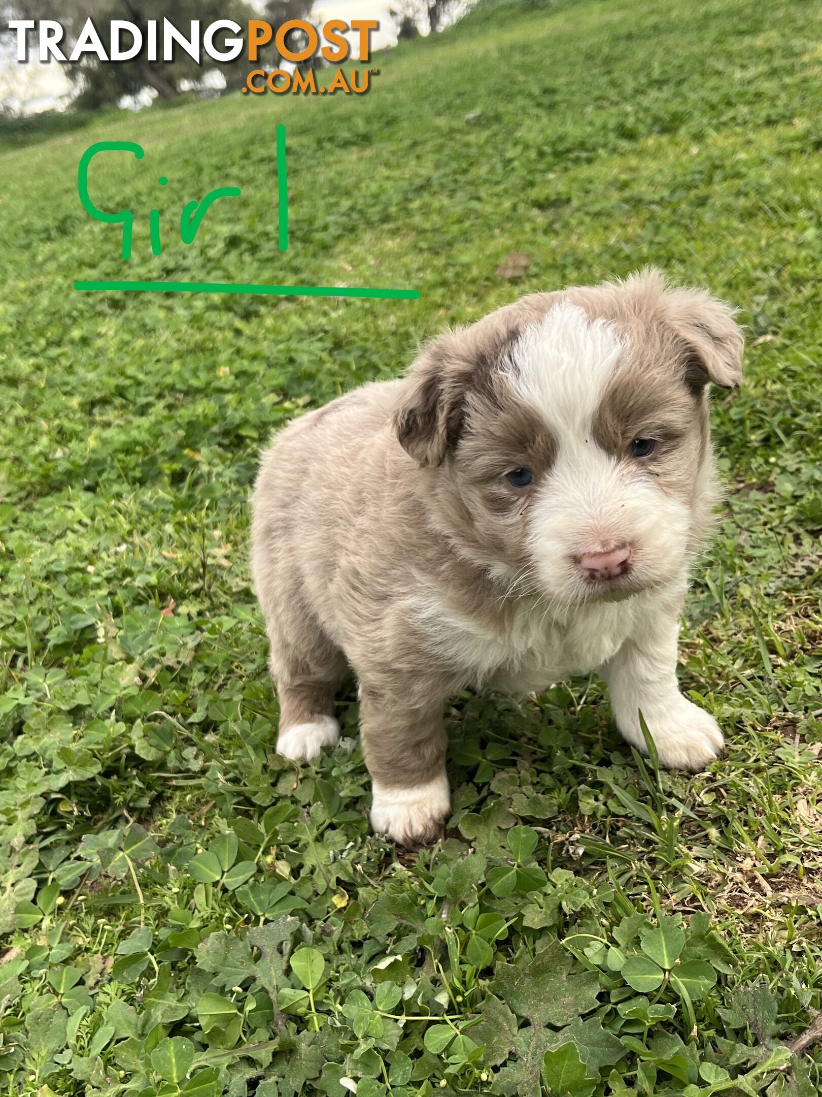 Pure Bred Border Collie Puppies
