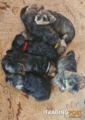 Mini Schnauzer Puppies