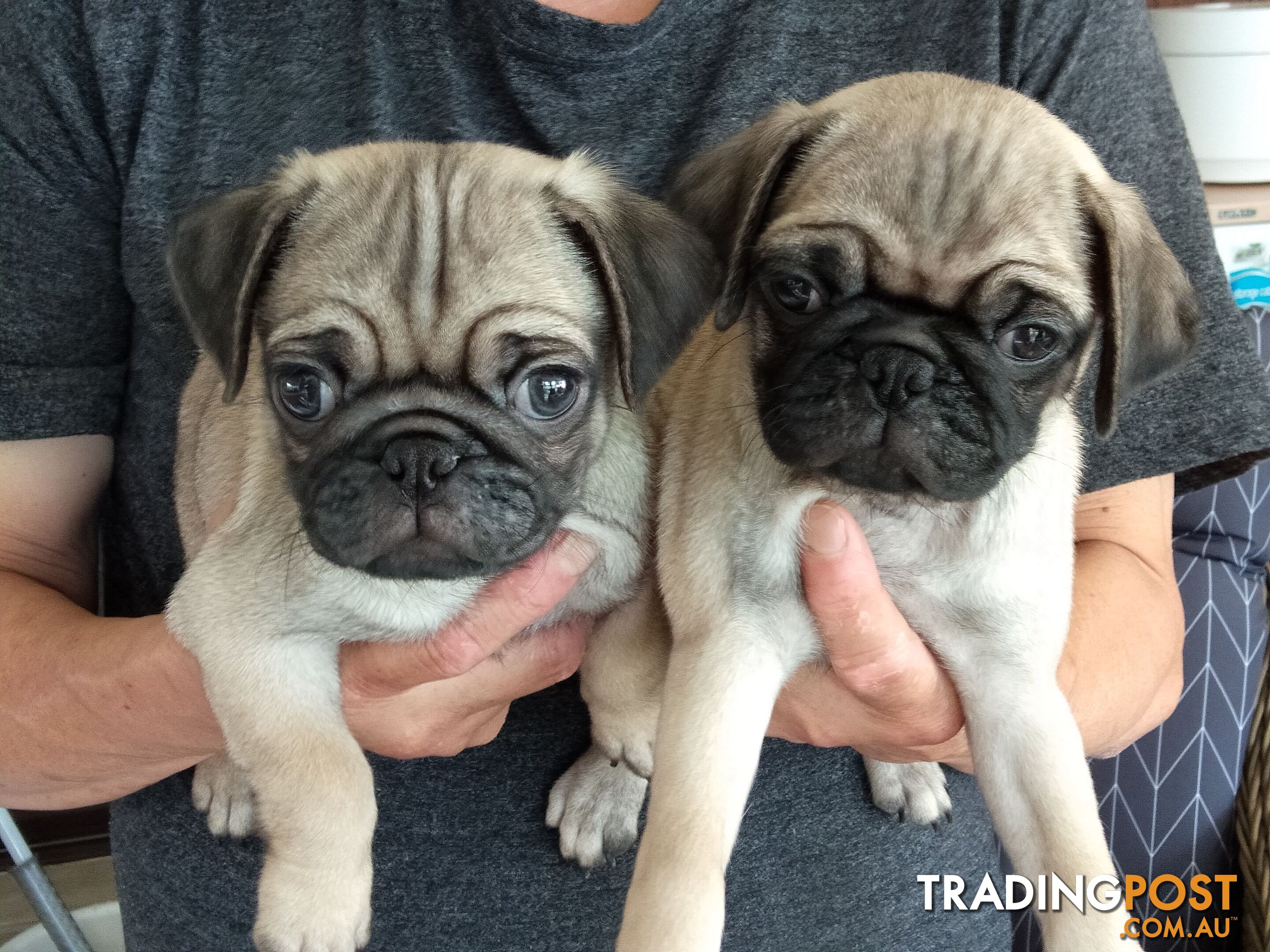 Pure bred pug puppies