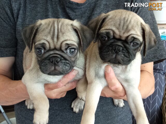 Pure bred pug puppies