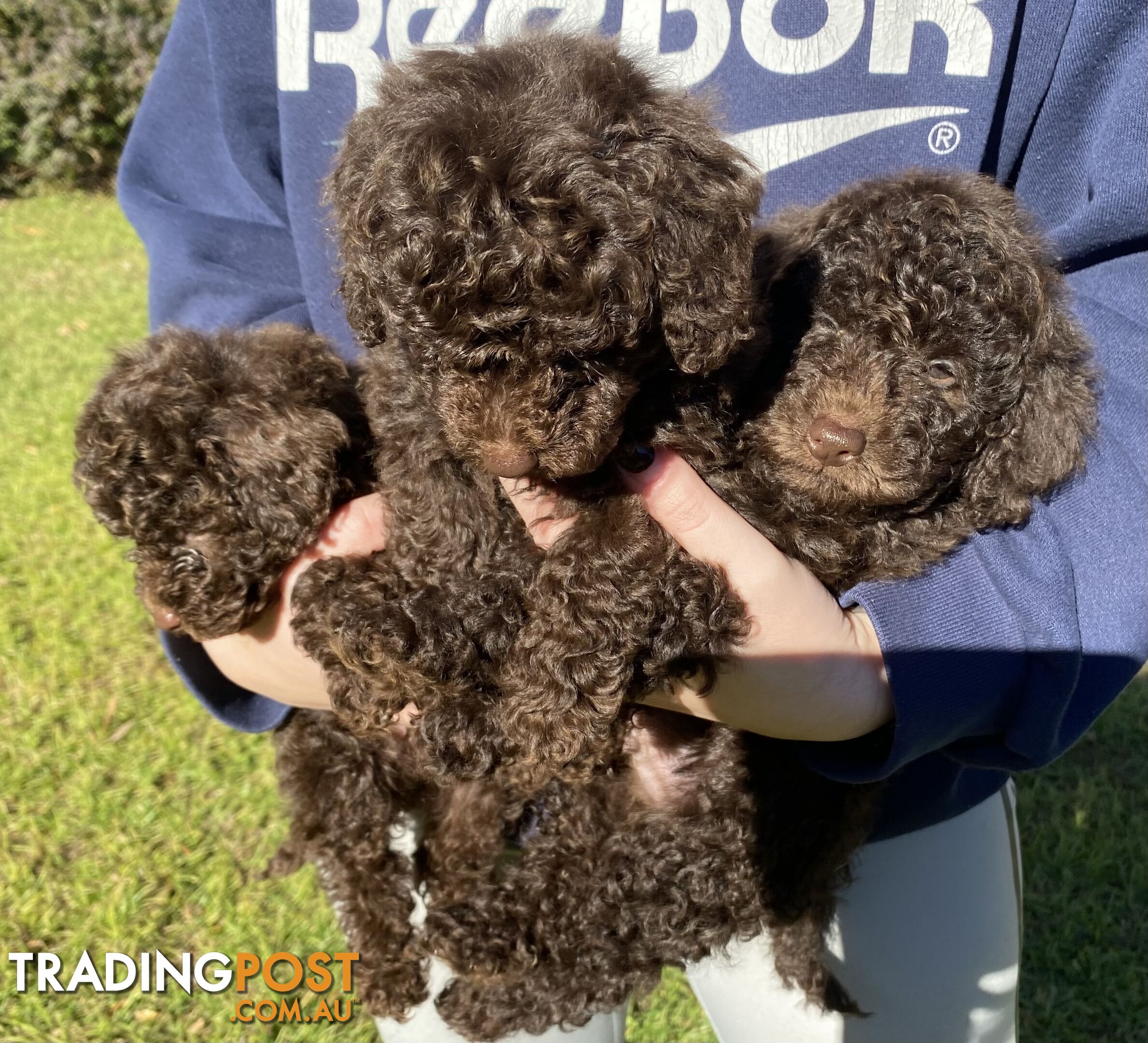 MINIATURE POODLE PUPPIES